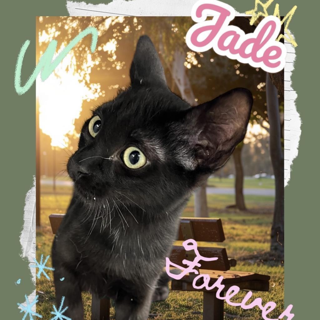 Jade, an adoptable Domestic Short Hair in Carroll, IA, 51401 | Photo Image 2