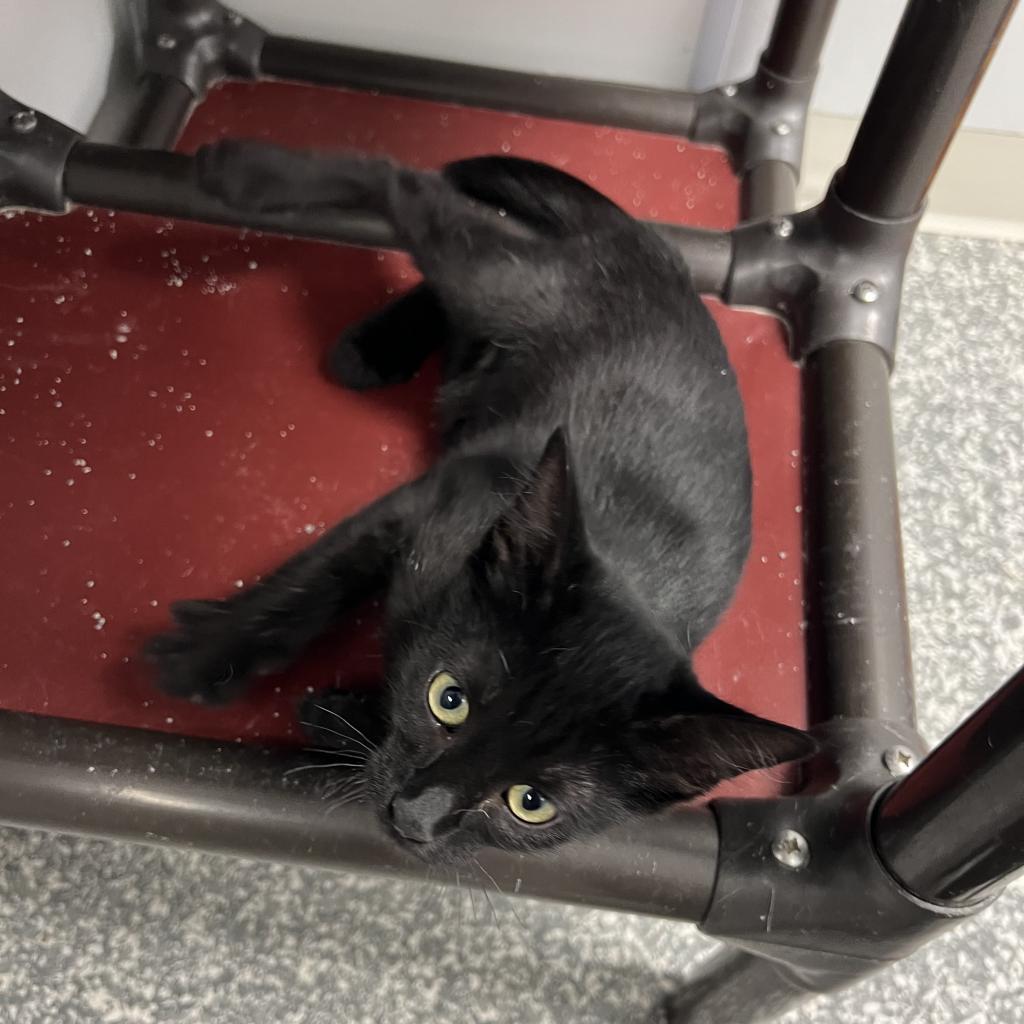 Jade, an adoptable Domestic Short Hair in Carroll, IA, 51401 | Photo Image 3