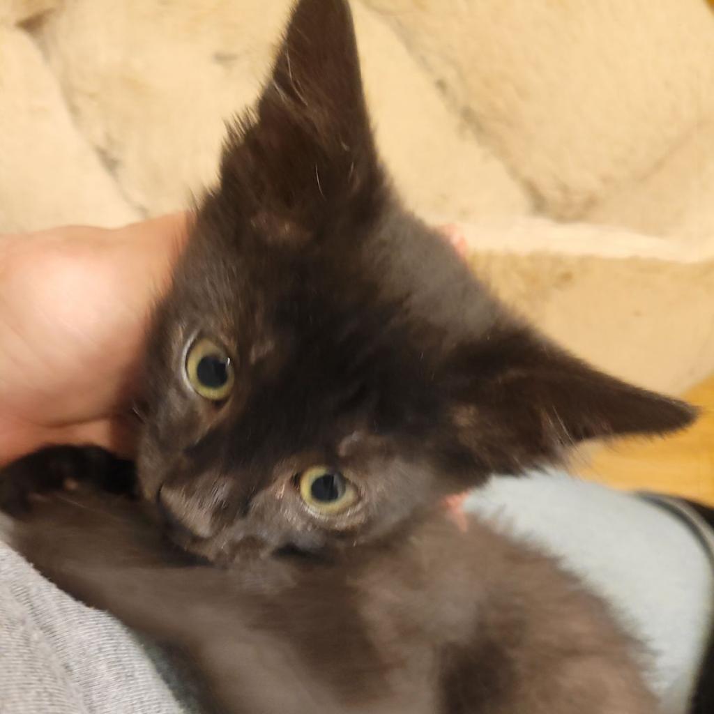 Jade, an adoptable Domestic Short Hair in Carroll, IA, 51401 | Photo Image 4