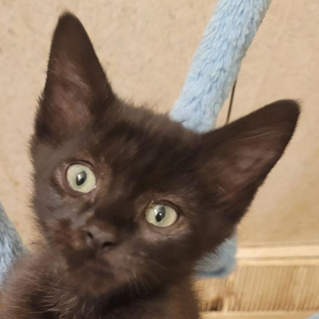 Jade, an adoptable Domestic Short Hair in Carroll, IA, 51401 | Photo Image 5