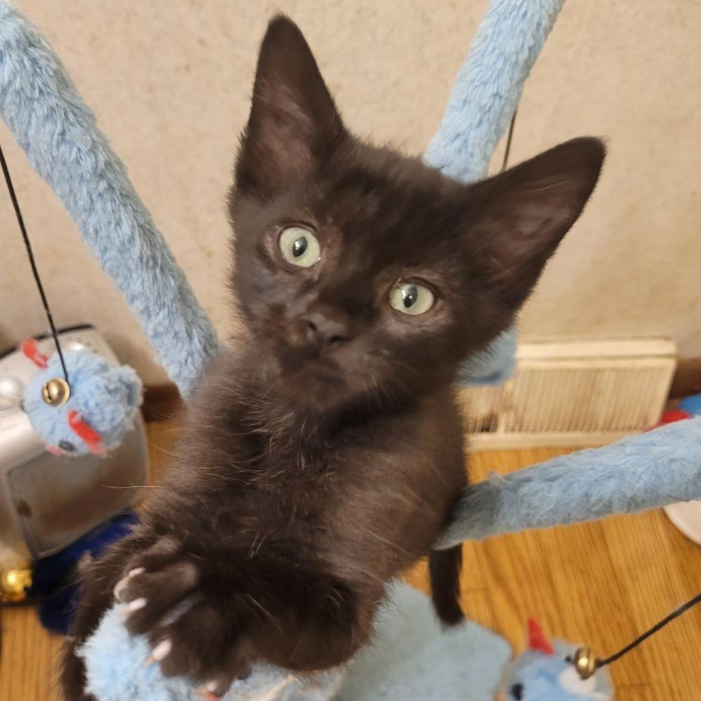 Jade, an adoptable Domestic Short Hair in Carroll, IA, 51401 | Photo Image 6