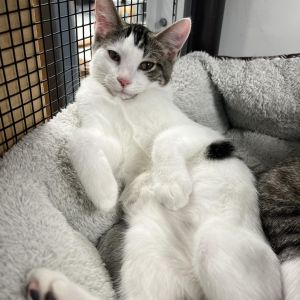 Sylvester, Young Male Domestic Short Hair