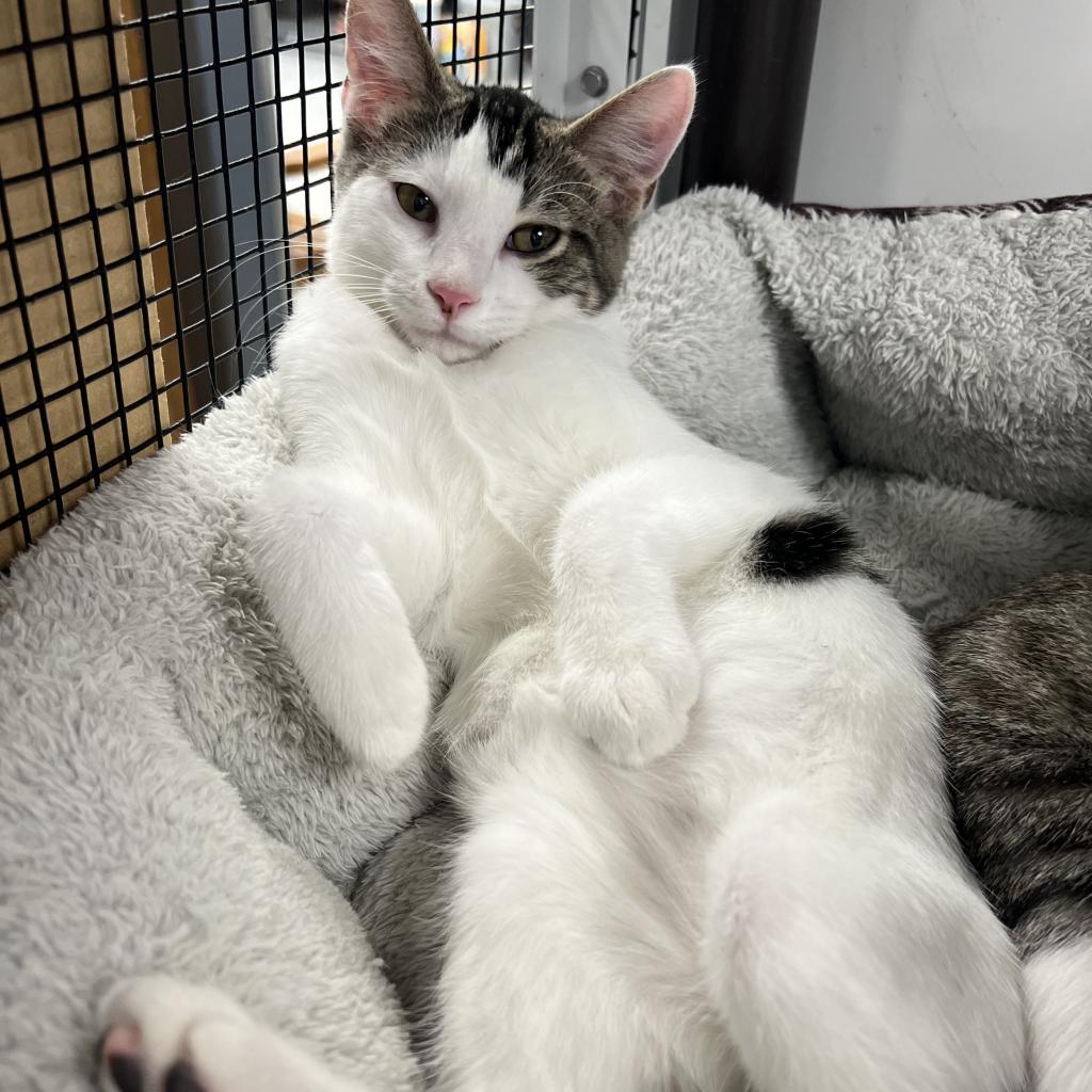 Sylvester, an adoptable Domestic Short Hair in Carroll, IA, 51401 | Photo Image 1