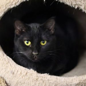 Pluto, Young Male Domestic Short Hair