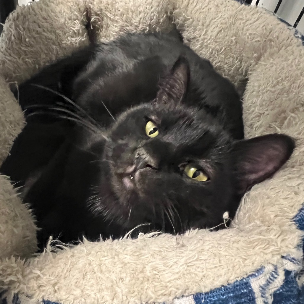 Pluto, an adoptable Domestic Short Hair in Carroll, IA, 51401 | Photo Image 2