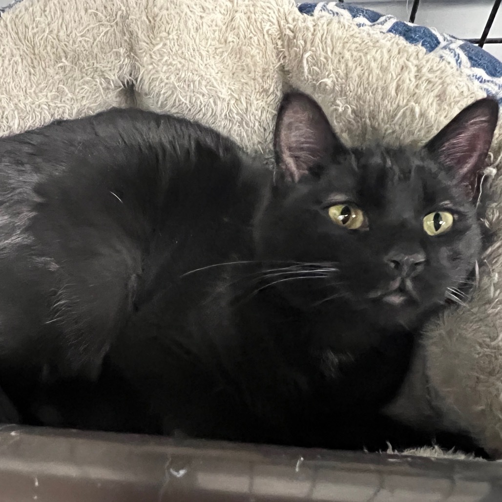 Pluto, an adoptable Domestic Short Hair in Carroll, IA, 51401 | Photo Image 3