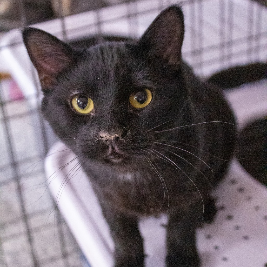 Pluto, an adoptable Domestic Short Hair in Carroll, IA, 51401 | Photo Image 4