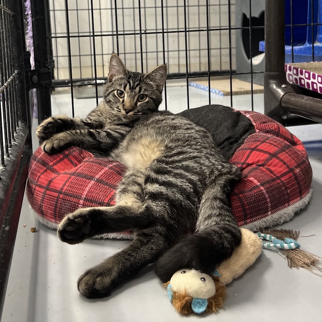Huey, an adoptable Domestic Short Hair in Carroll, IA, 51401 | Photo Image 1
