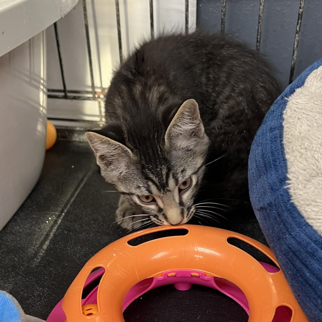 Huey, an adoptable Domestic Short Hair in Carroll, IA, 51401 | Photo Image 2