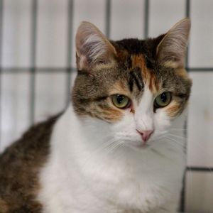 Sami, Adult Female Domestic Short Hair