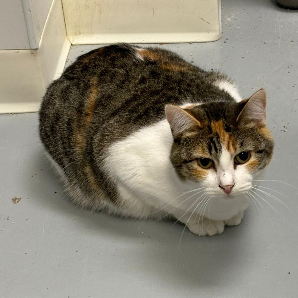 Sami, an adoptable Domestic Short Hair in Carroll, IA, 51401 | Photo Image 2