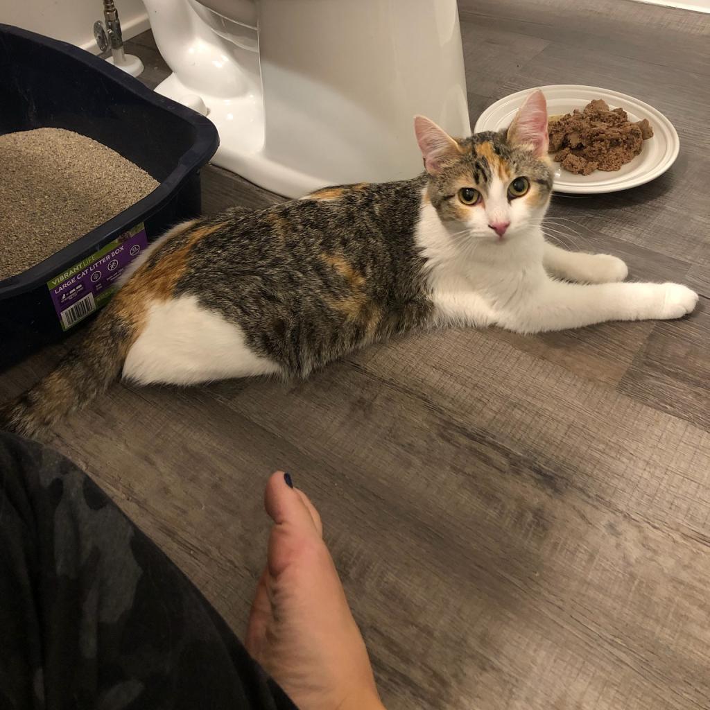 Sami, an adoptable Domestic Short Hair in Carroll, IA, 51401 | Photo Image 4