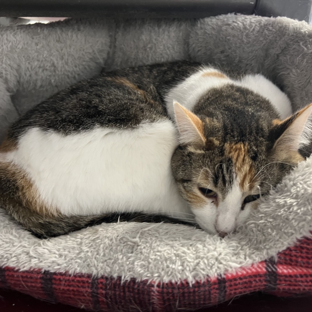 Sami, an adoptable Domestic Short Hair in Carroll, IA, 51401 | Photo Image 5