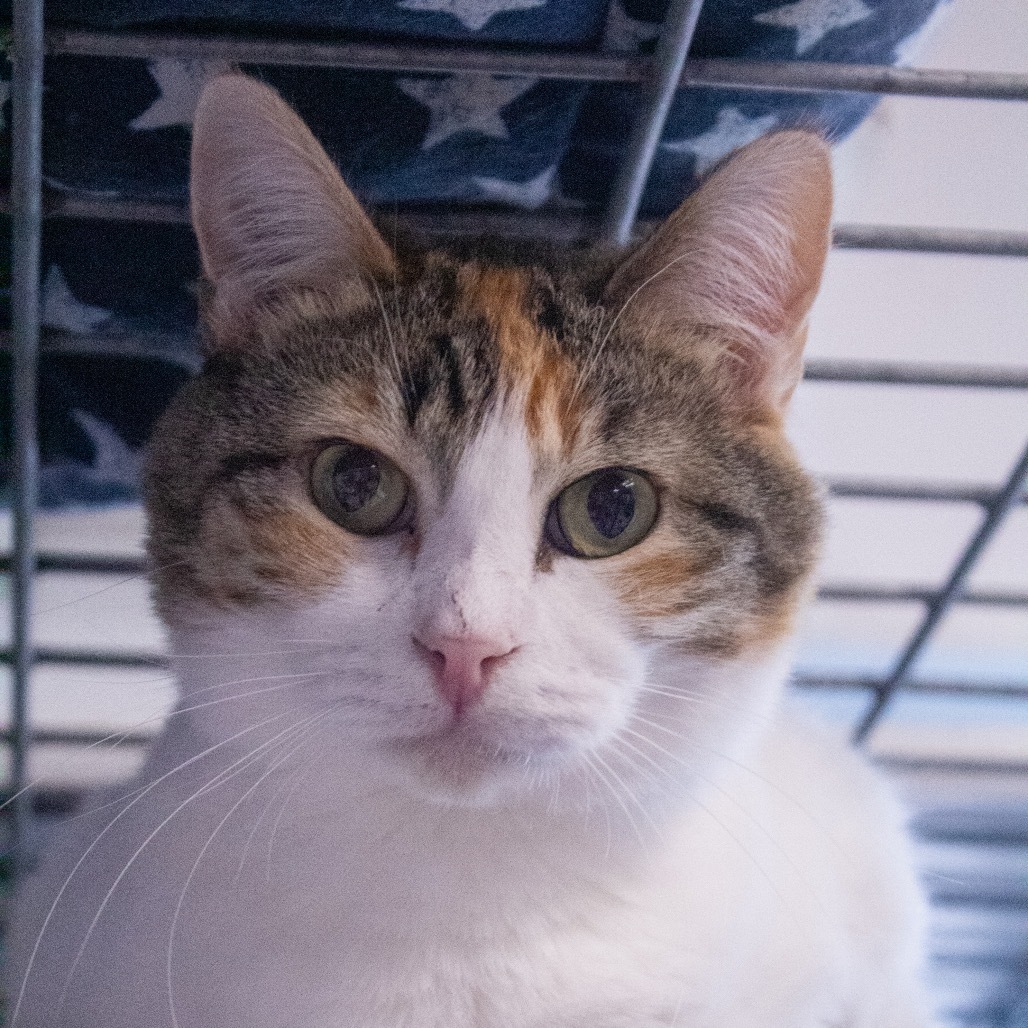 Sami, an adoptable Domestic Short Hair in Carroll, IA, 51401 | Photo Image 6