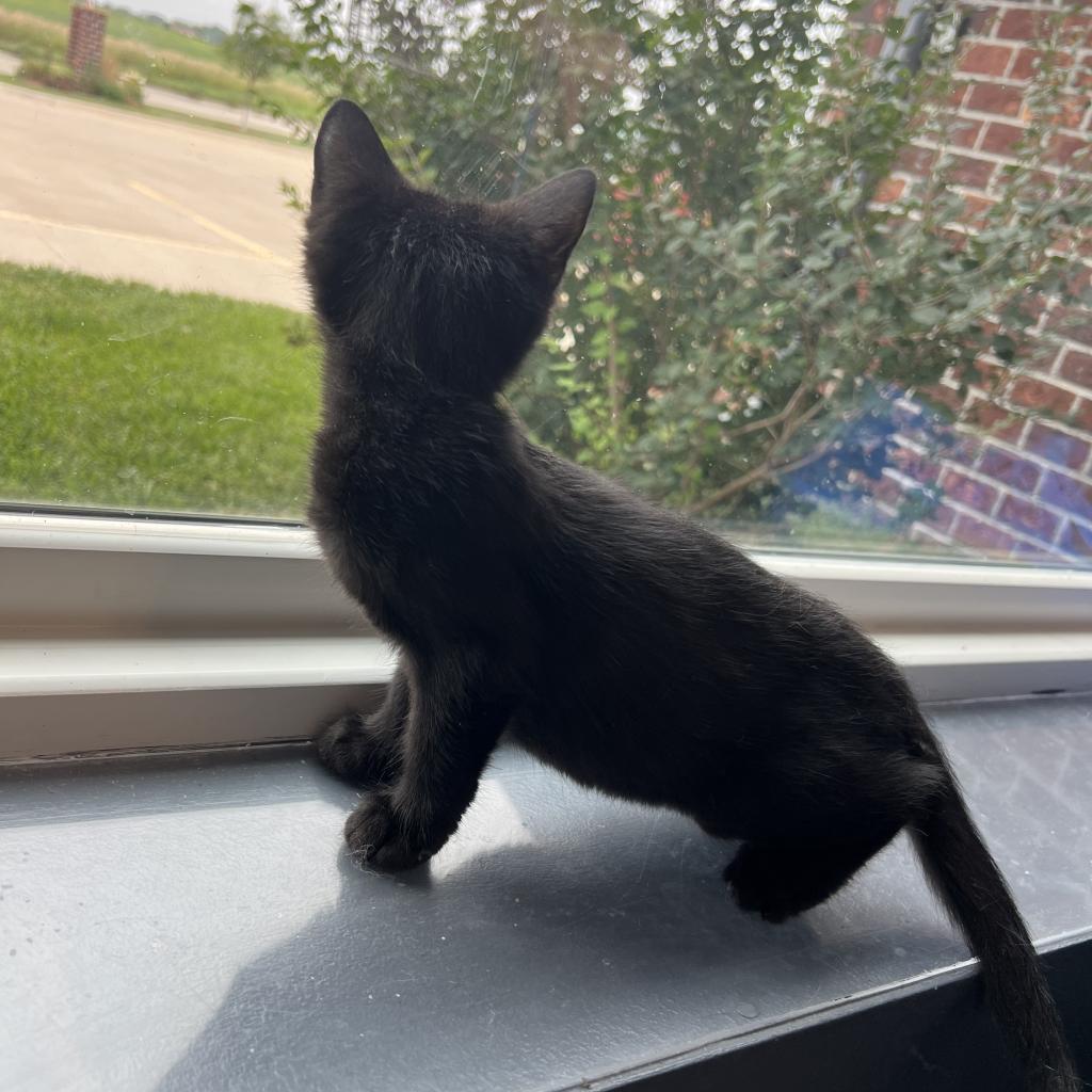 Fonzie