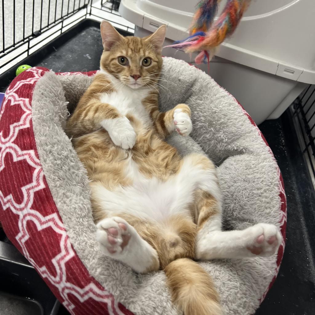 Fuzzy, an adoptable Domestic Short Hair in Carroll, IA, 51401 | Photo Image 1