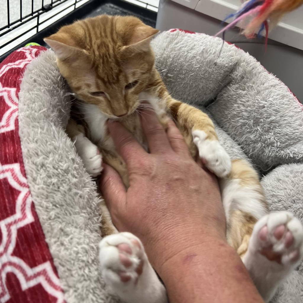 Fuzzy, an adoptable Domestic Short Hair in Carroll, IA, 51401 | Photo Image 3