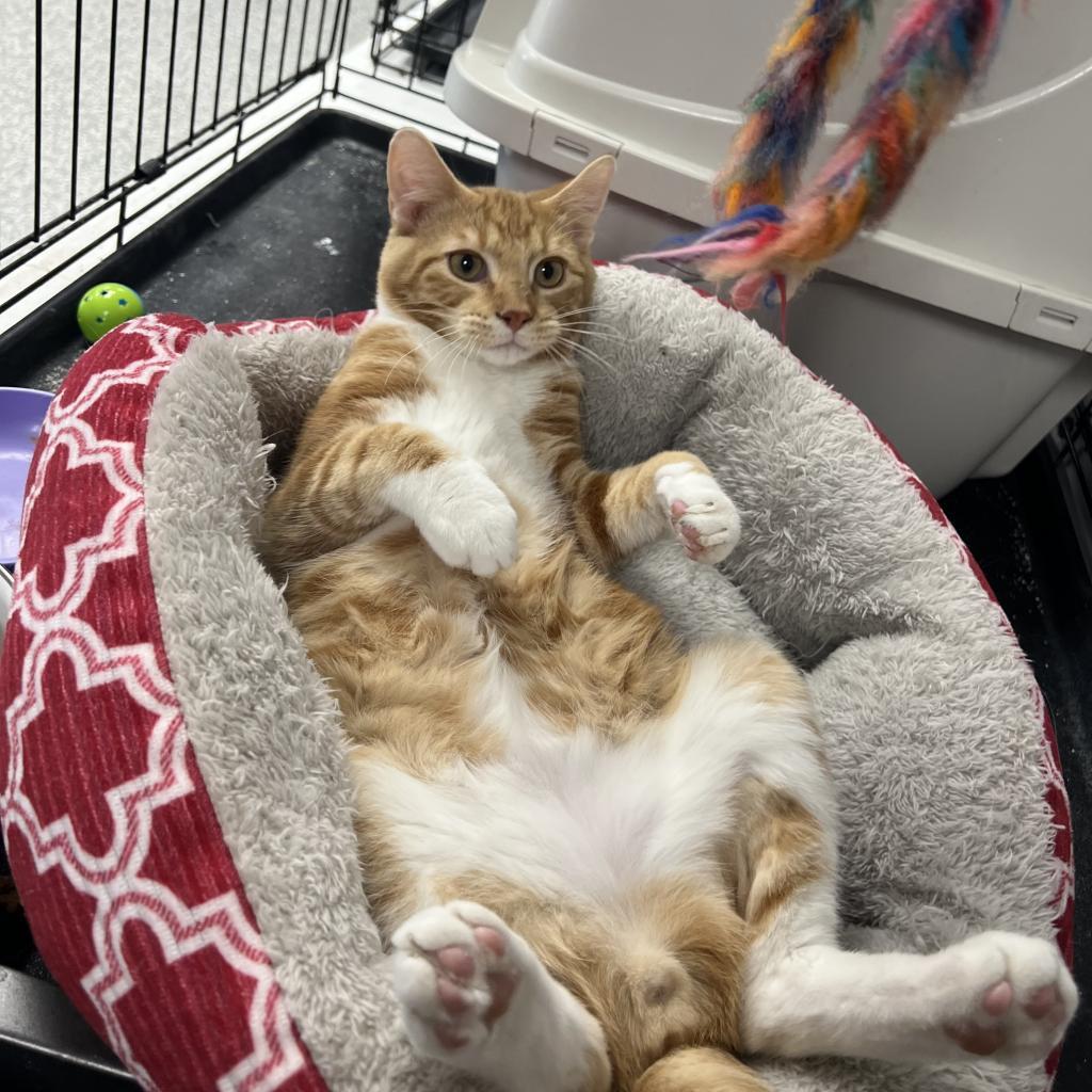 Fuzzy, an adoptable Domestic Short Hair in Carroll, IA, 51401 | Photo Image 4