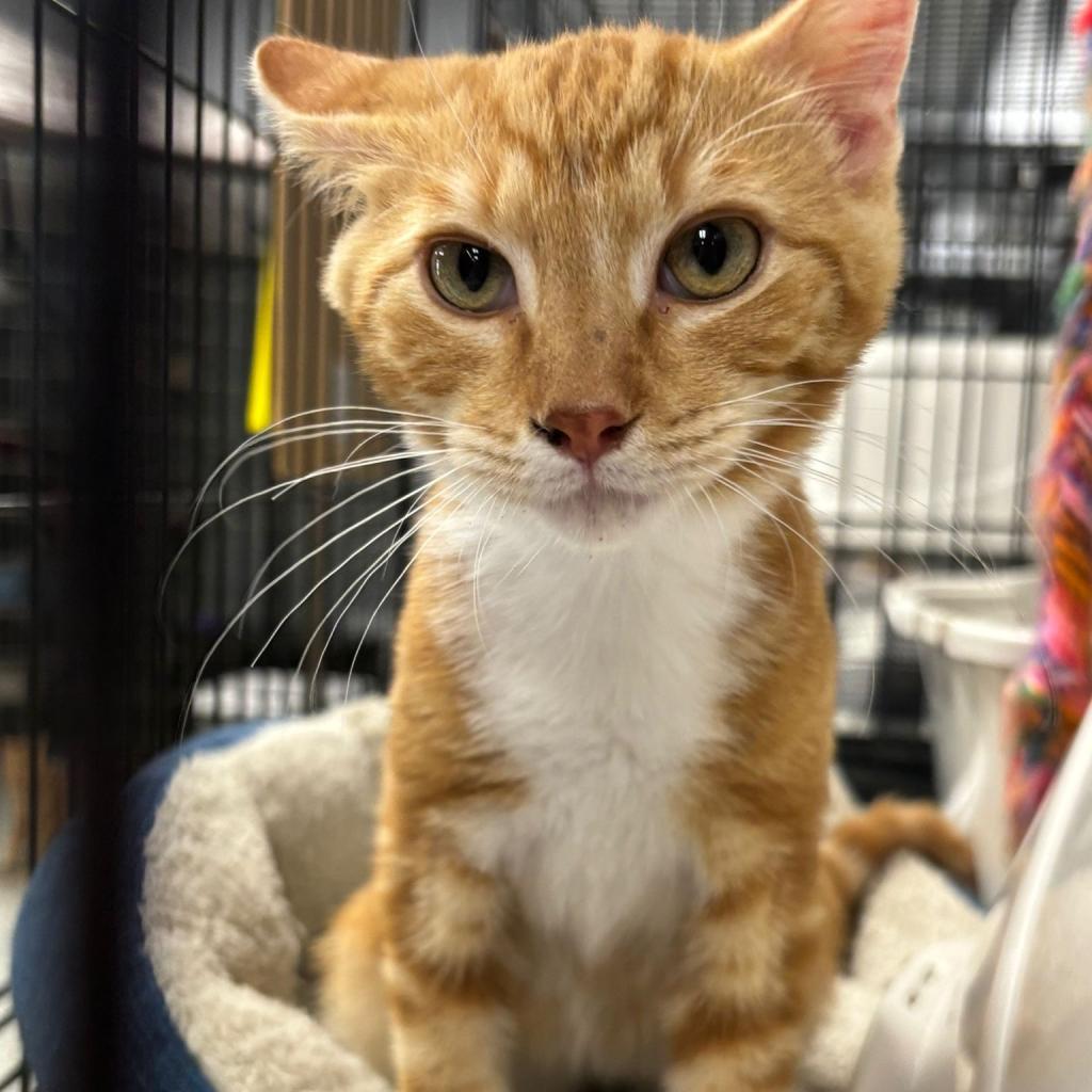 Fuzzy, an adoptable Domestic Short Hair in Carroll, IA, 51401 | Photo Image 5