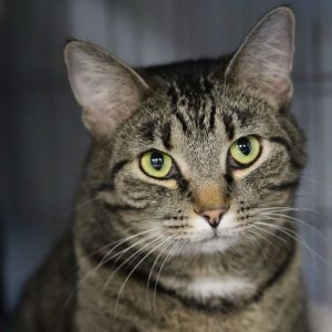 Hampshire, Adult Male Domestic Short Hair