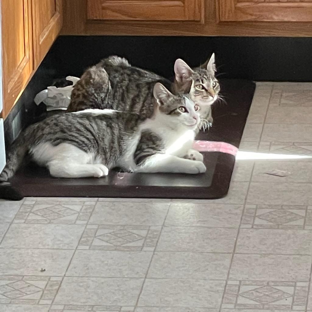 Hampshire, an adoptable Domestic Short Hair in Carroll, IA, 51401 | Photo Image 6