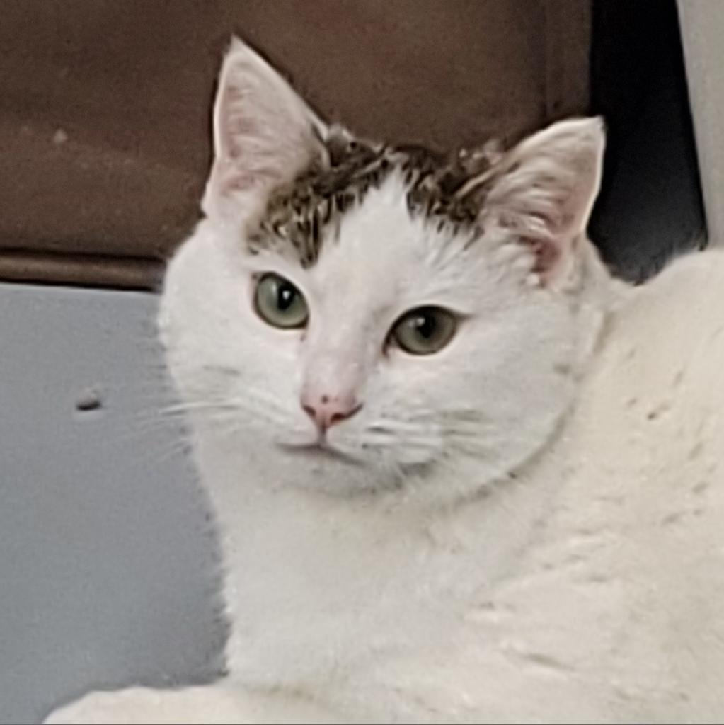 Whitney, an adoptable Domestic Short Hair in Carroll, IA, 51401 | Photo Image 1