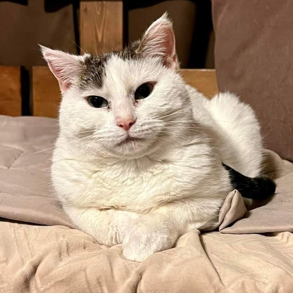 Whitney, an adoptable Domestic Short Hair in Carroll, IA, 51401 | Photo Image 2