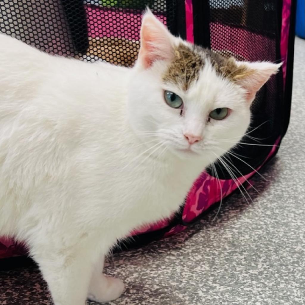 Whitney, an adoptable Domestic Short Hair in Carroll, IA, 51401 | Photo Image 3