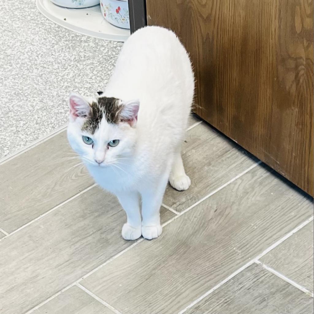 Whitney, an adoptable Domestic Short Hair in Carroll, IA, 51401 | Photo Image 4