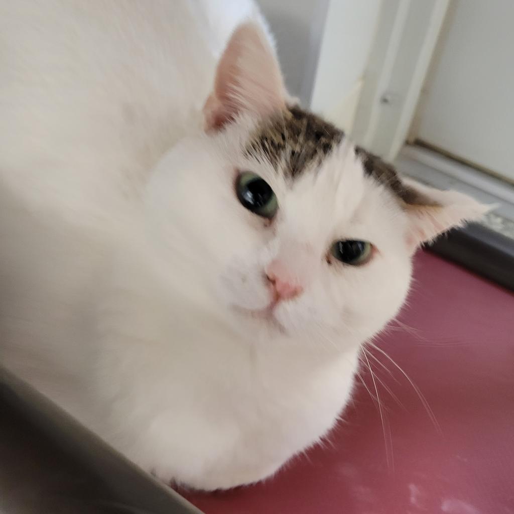 Whitney, an adoptable Domestic Short Hair in Carroll, IA, 51401 | Photo Image 5