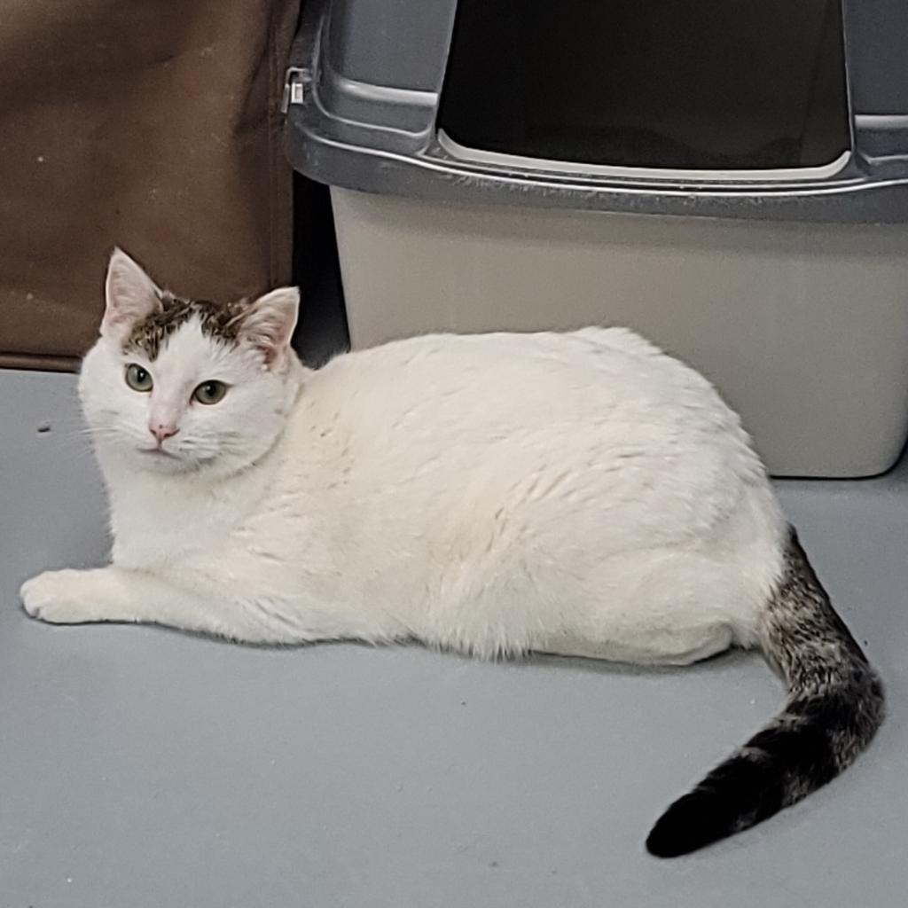 Whitney, an adoptable Domestic Short Hair in Carroll, IA, 51401 | Photo Image 6