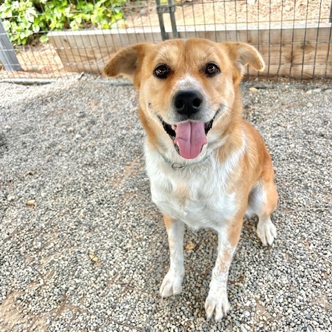 Hope, an adoptable Cattle Dog in Cashmere, WA, 98815 | Photo Image 1