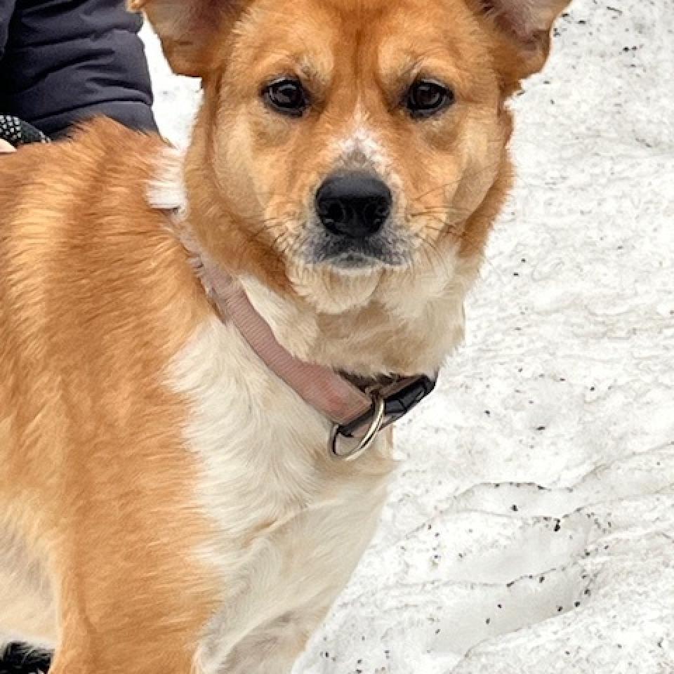 Hope, an adoptable Cattle Dog in Cashmere, WA, 98815 | Photo Image 2