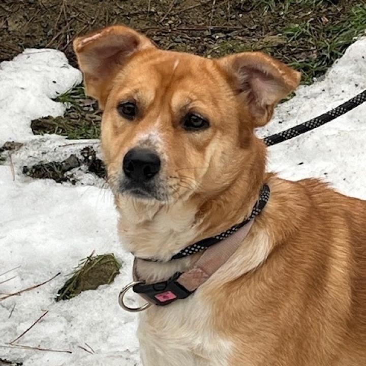 Hope, an adoptable Cattle Dog in Cashmere, WA, 98815 | Photo Image 3