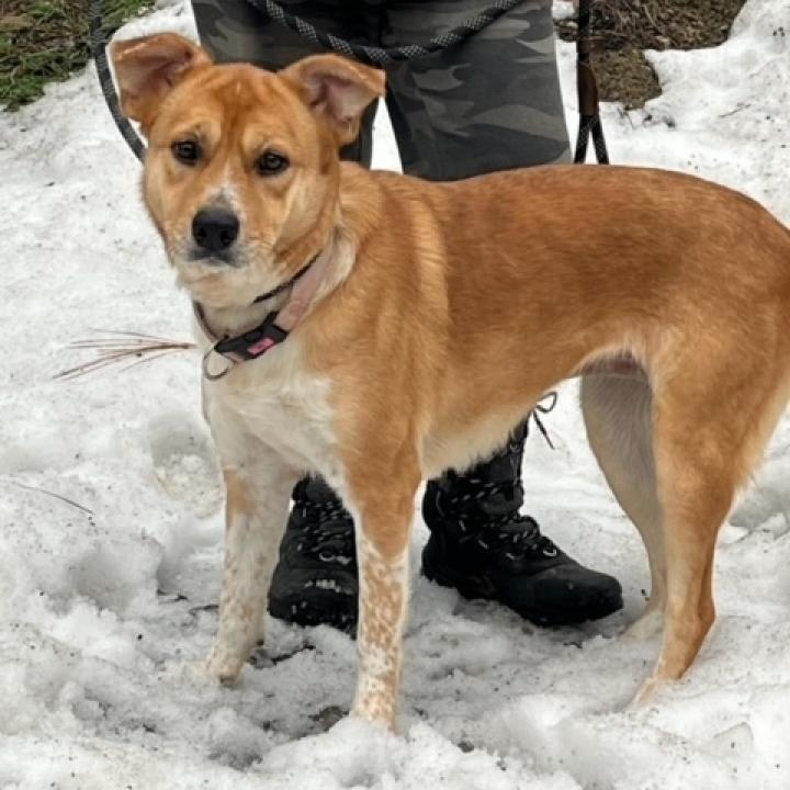 Hope, an adoptable Cattle Dog in Cashmere, WA, 98815 | Photo Image 3
