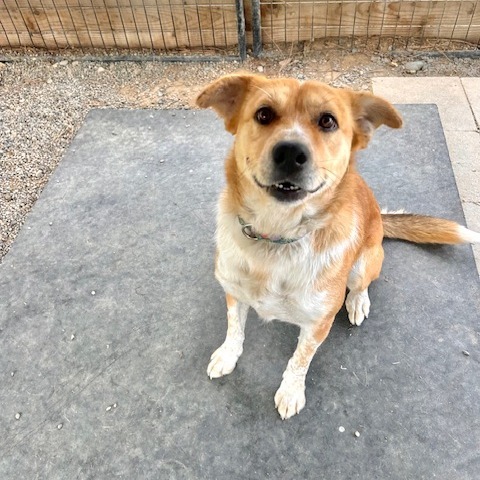 Hope, an adoptable Cattle Dog in Cashmere, WA, 98815 | Photo Image 4