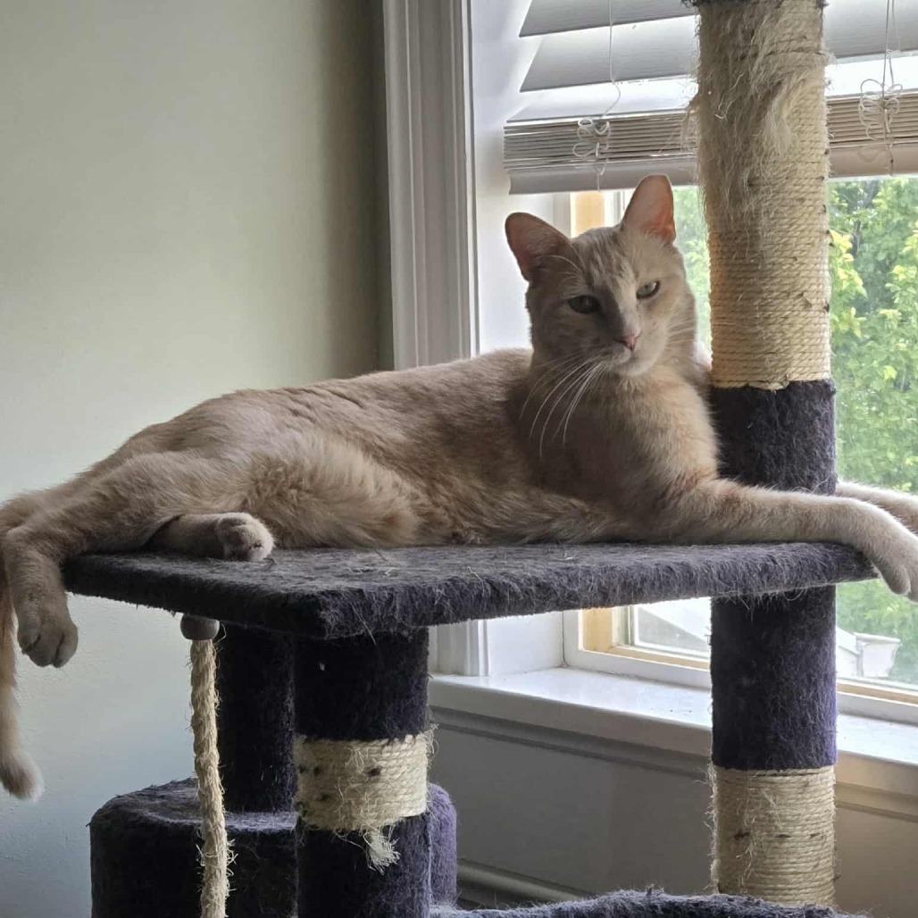 Rusty Kesler, an adoptable Domestic Short Hair in Eagle Mountain, UT, 84005 | Photo Image 1