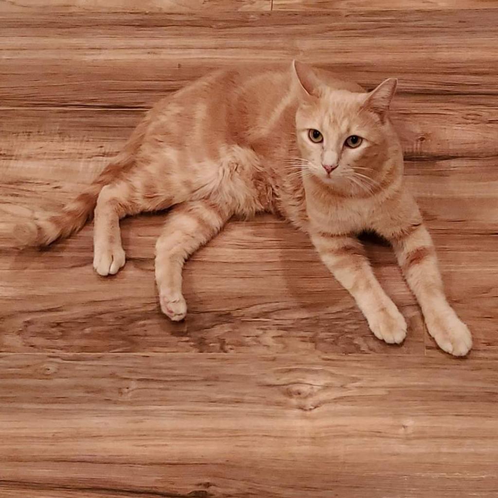 Rusty Kesler, an adoptable Domestic Short Hair in Eagle Mountain, UT, 84005 | Photo Image 2