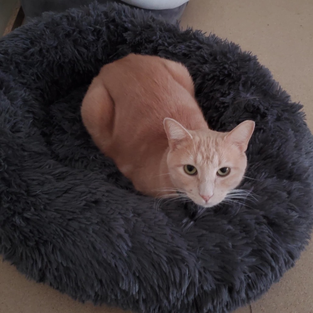 Rusty Kesler, an adoptable Domestic Short Hair in Eagle Mountain, UT, 84005 | Photo Image 3