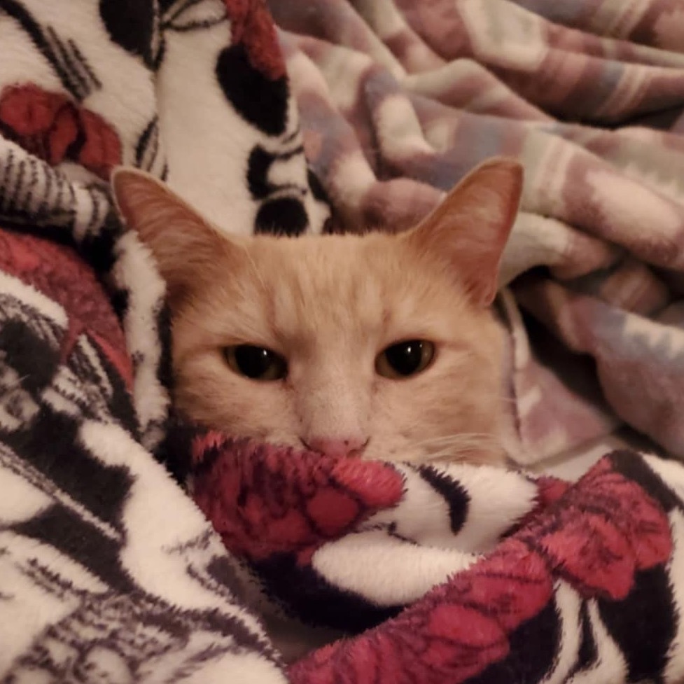 Rusty Kesler, an adoptable Domestic Short Hair in Eagle Mountain, UT, 84005 | Photo Image 4