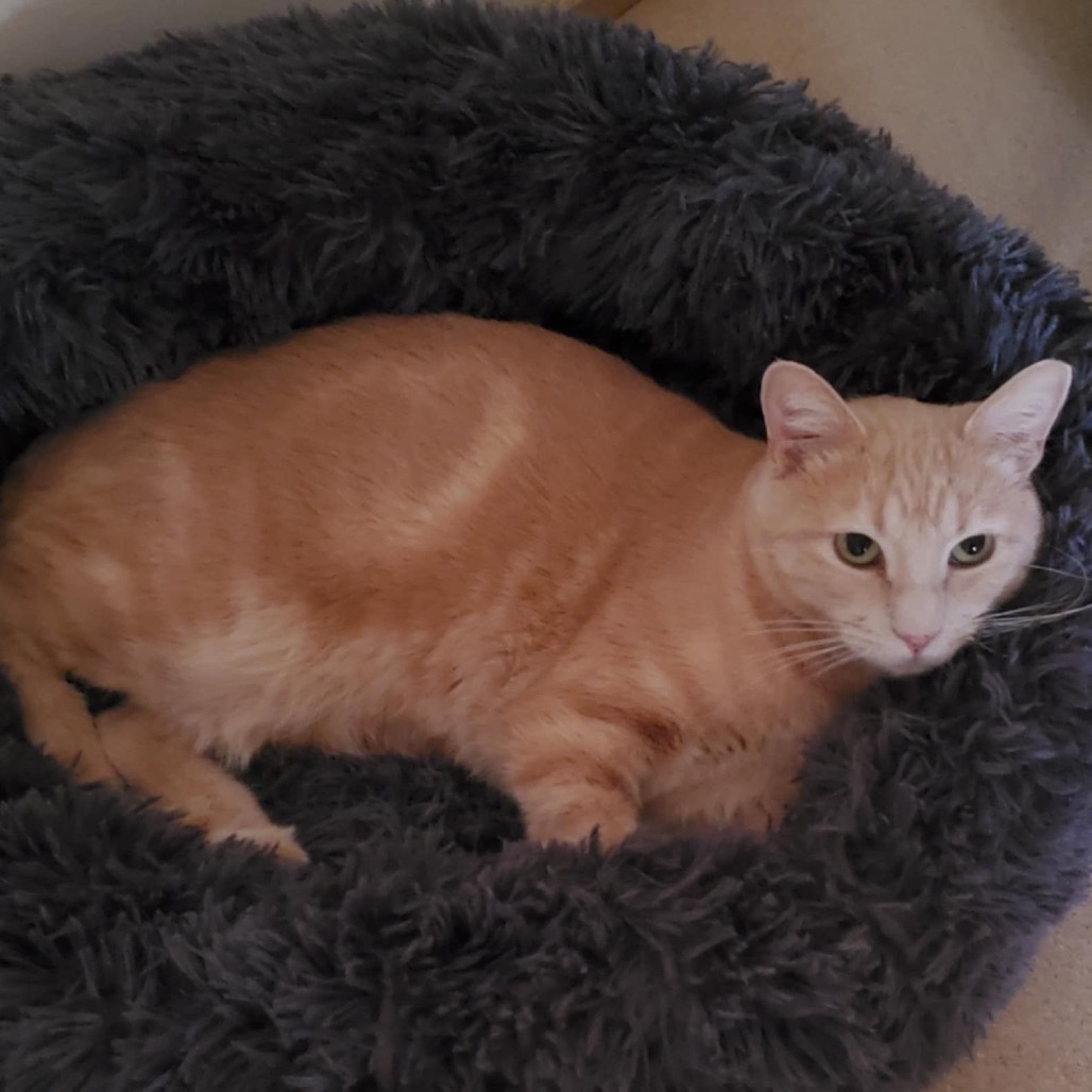 Rusty Kesler, an adoptable Domestic Short Hair in Eagle Mountain, UT, 84005 | Photo Image 5