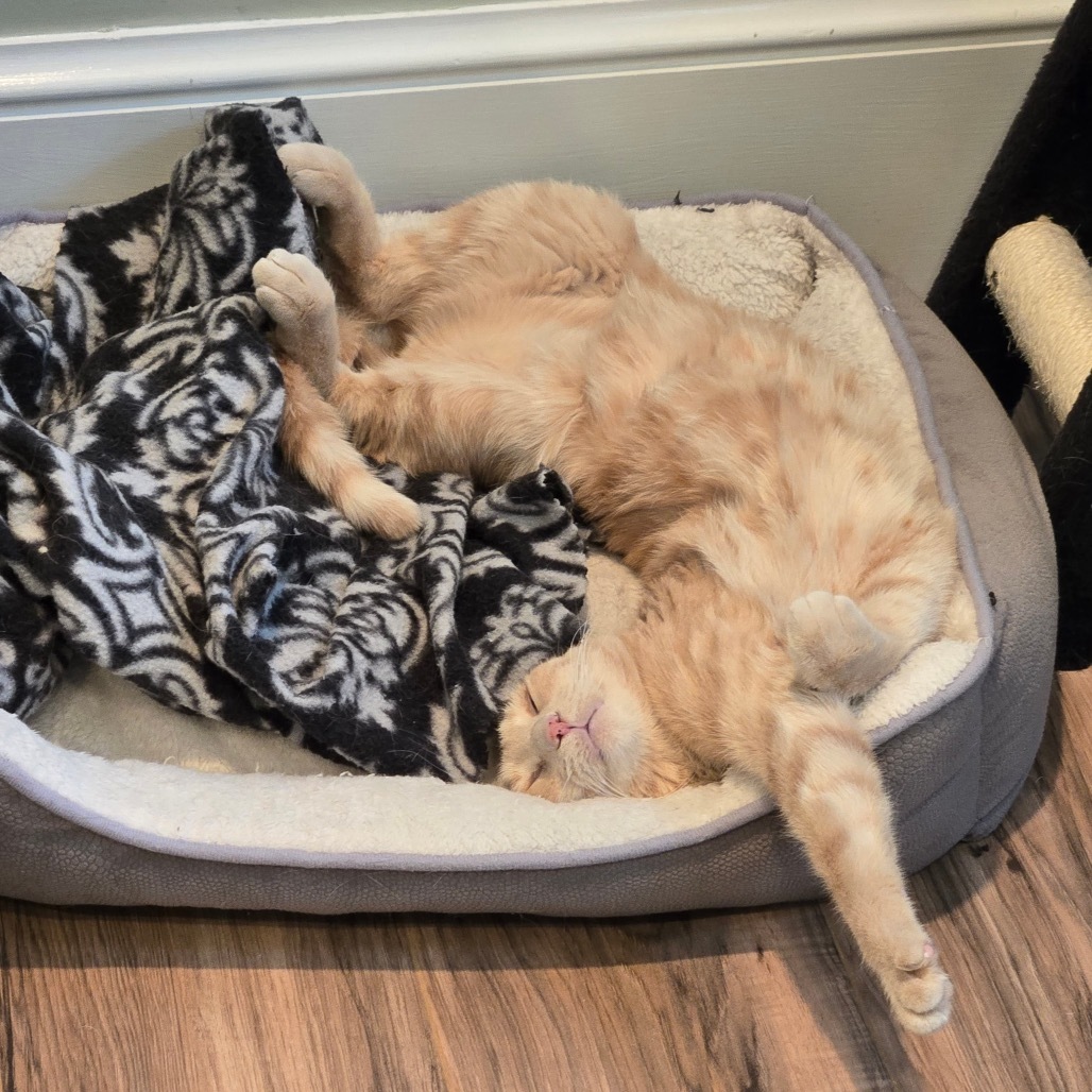 Rusty Kesler, an adoptable Domestic Short Hair in Eagle Mountain, UT, 84005 | Photo Image 6