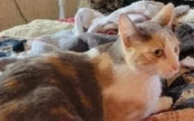 Minnie