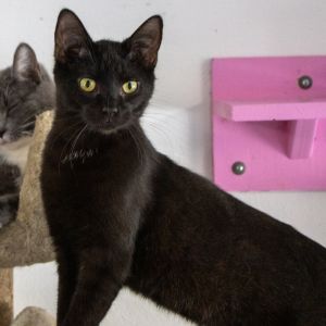 Saltine, Young Male Domestic Short Hair