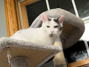Spot, Adult Male Domestic Short Hair