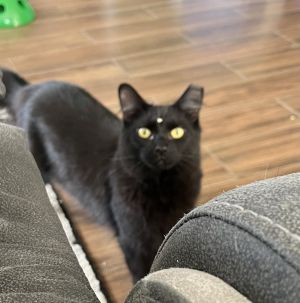 BDub, Adult Male Domestic Long Hair
