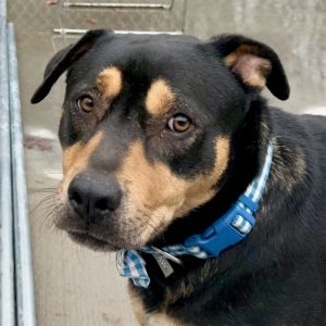 Koda, Adult Male Mixed Breed