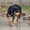 Koda photo 3