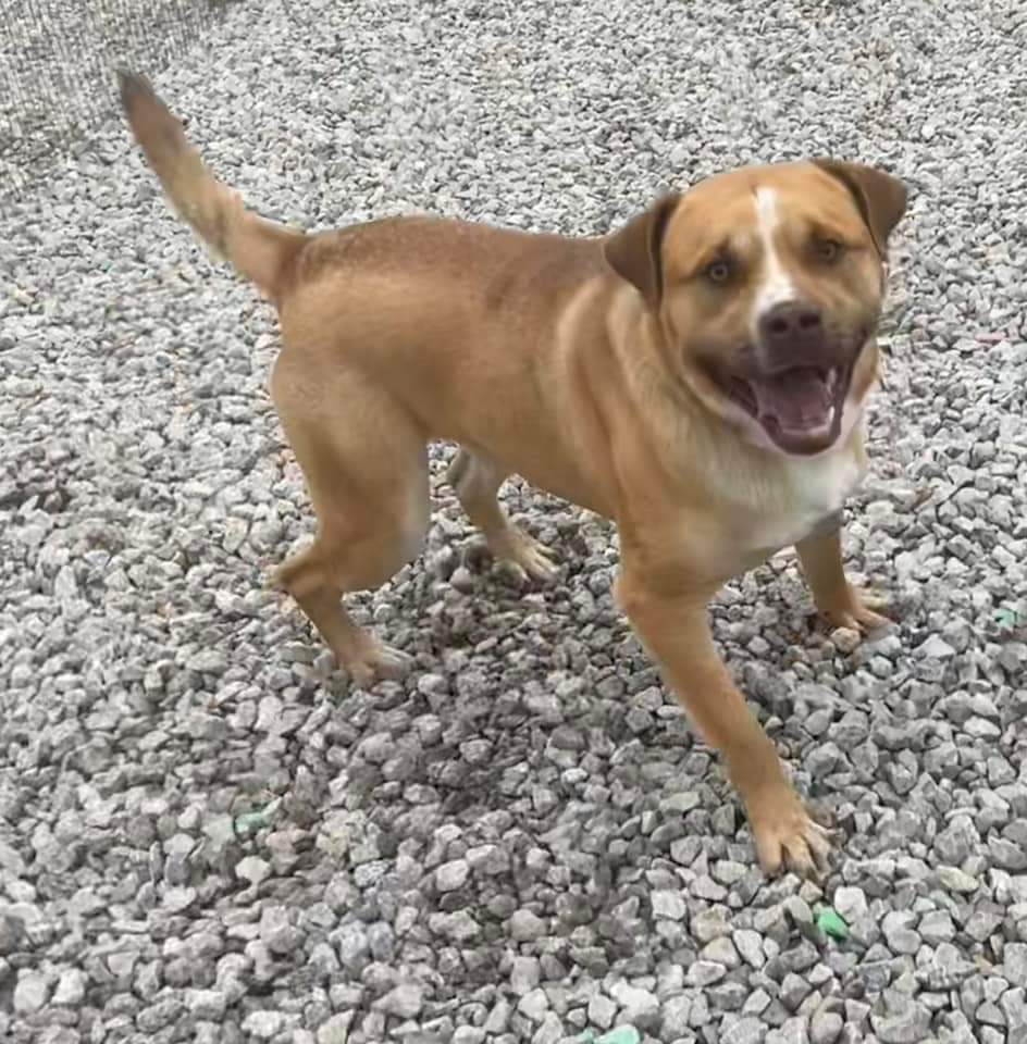 ROSCOE