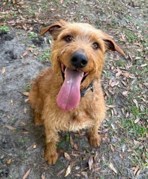 Milo, Young Male Wirehaired Terrier